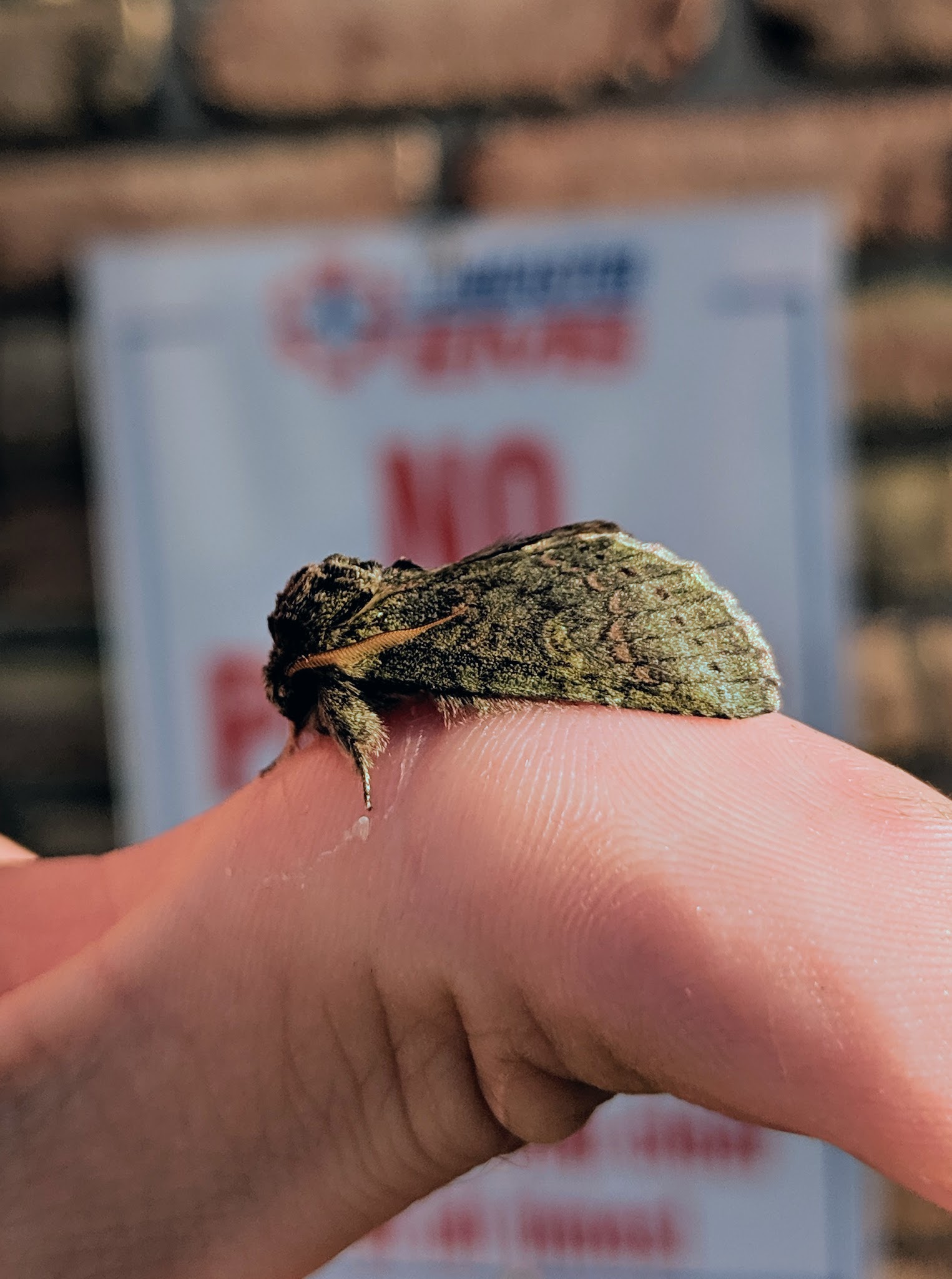 2nd best heterocampa_20190702.jpg